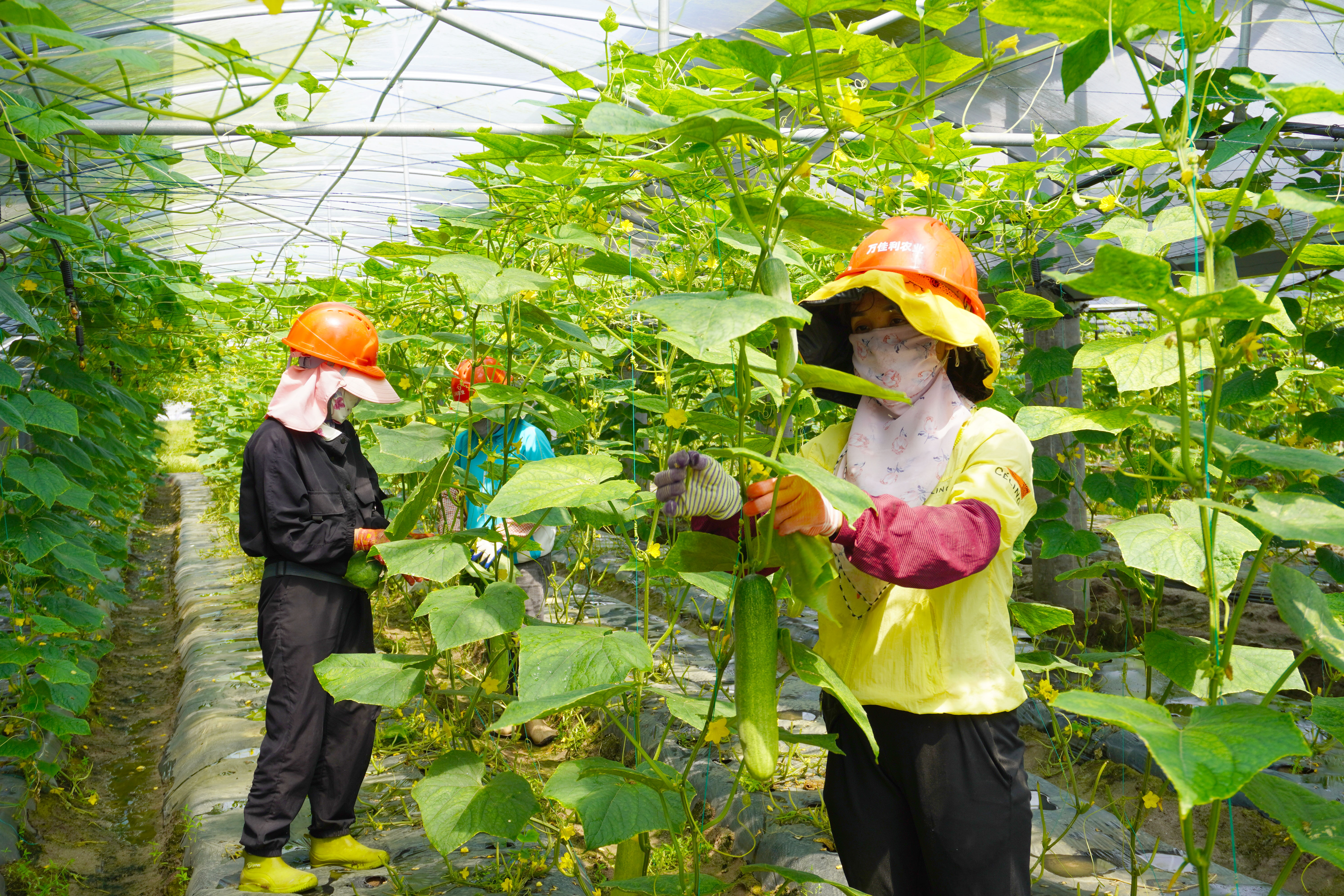 1723015017099085199.jpg 大唐万宁和山“农光互补”光伏.jpg