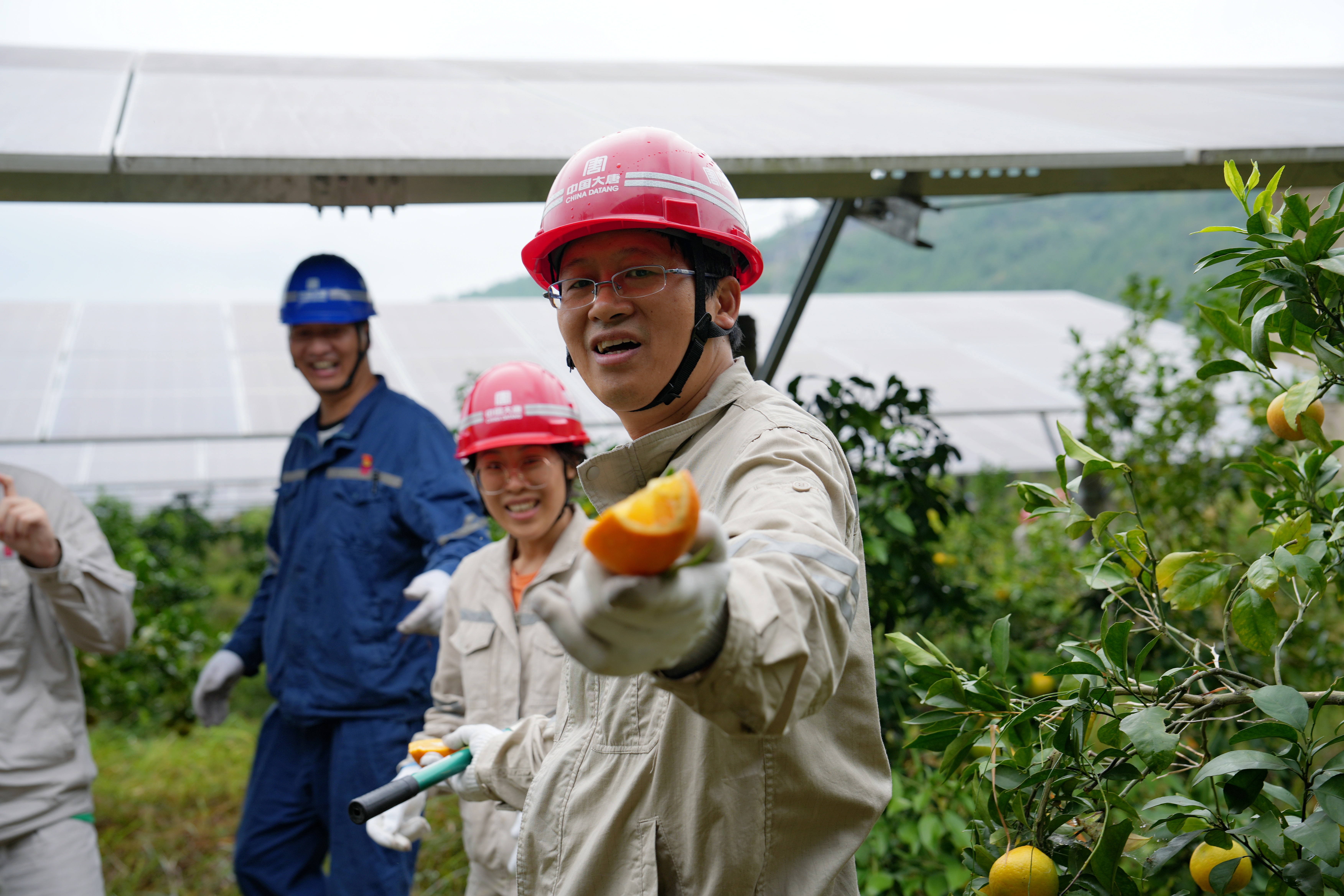 2024年10月12日，亭子口公司开展“百日攻坚 农光一体化 我们在行动”除草活动 (7).jpg