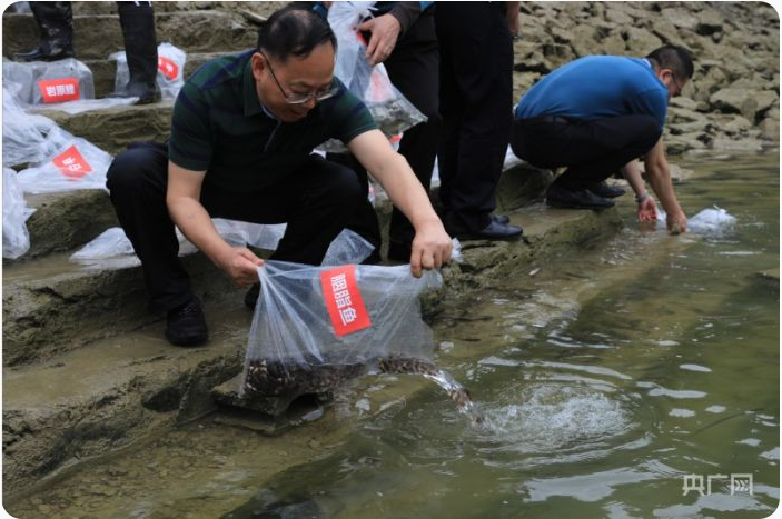 加拿大预测28