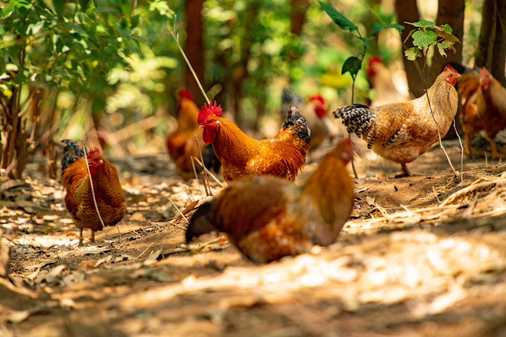 1680243920674004555.jpg 产业帮扶-长势喜人的七百弄鸡。.jpg